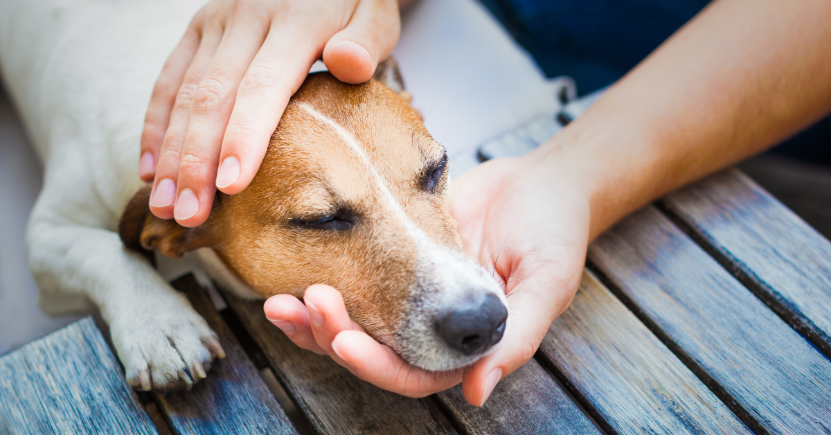 Keeping Your Dog Safe