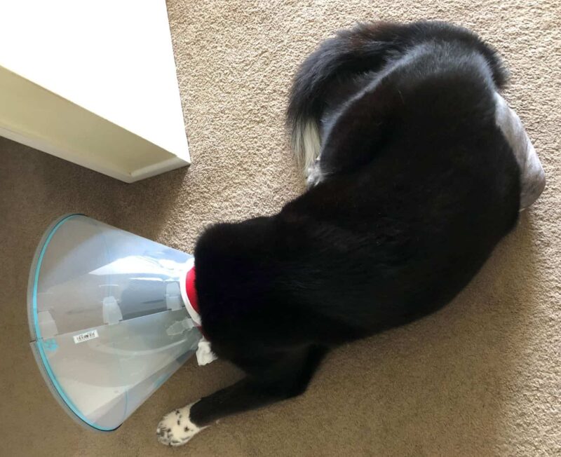 Max with cone on after TPLO surgery