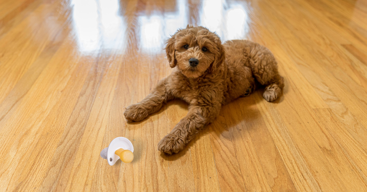 Why Do Dogs Eat Pacifiers