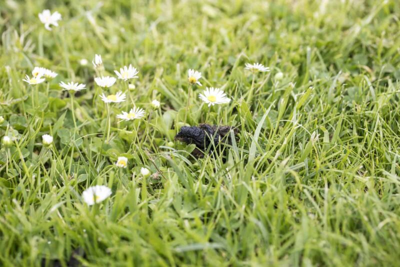Black poop in the grass