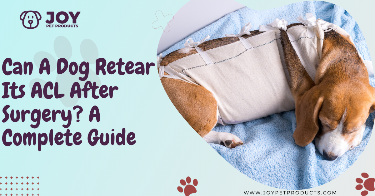 can a dog retear acl after surgery