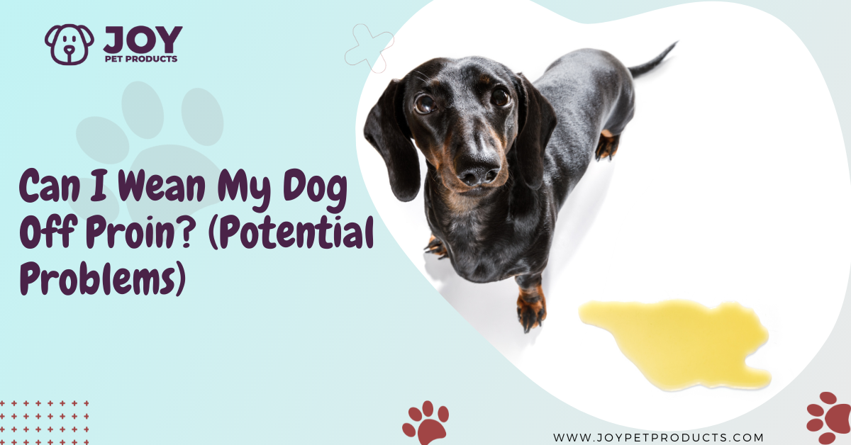 Can I wean my dog off Proin