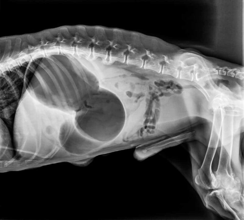 Canine bloat GDV