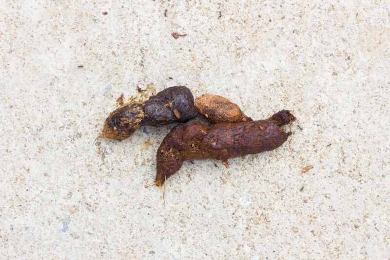 Dog poop on the ground