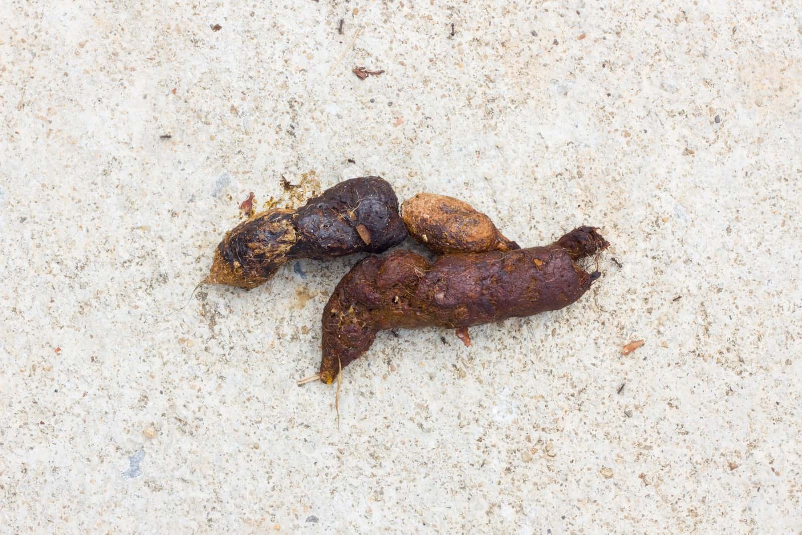 Why Is My Dog S Poop Slimy And Yellow