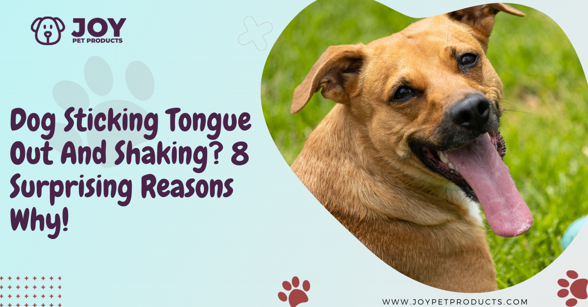 dog sticking tongue out and shaking