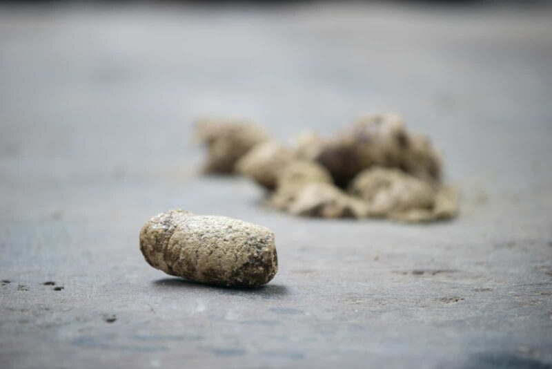 Dry white poop on ground