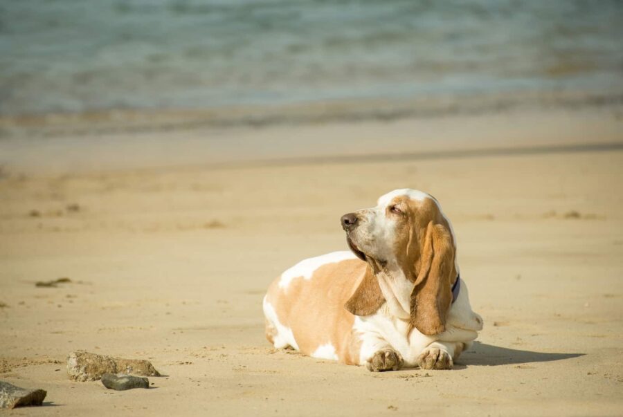 Fat beagle lying on the beach