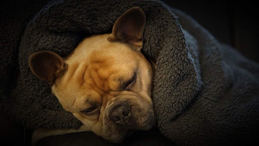 French bulldog wrapped in blankets sleeping