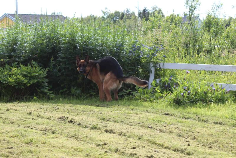German Shepherd dog pooping