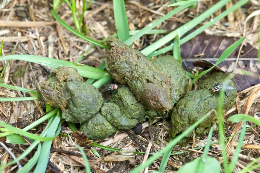 green poop