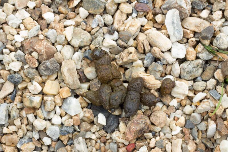 Healthy dog feces