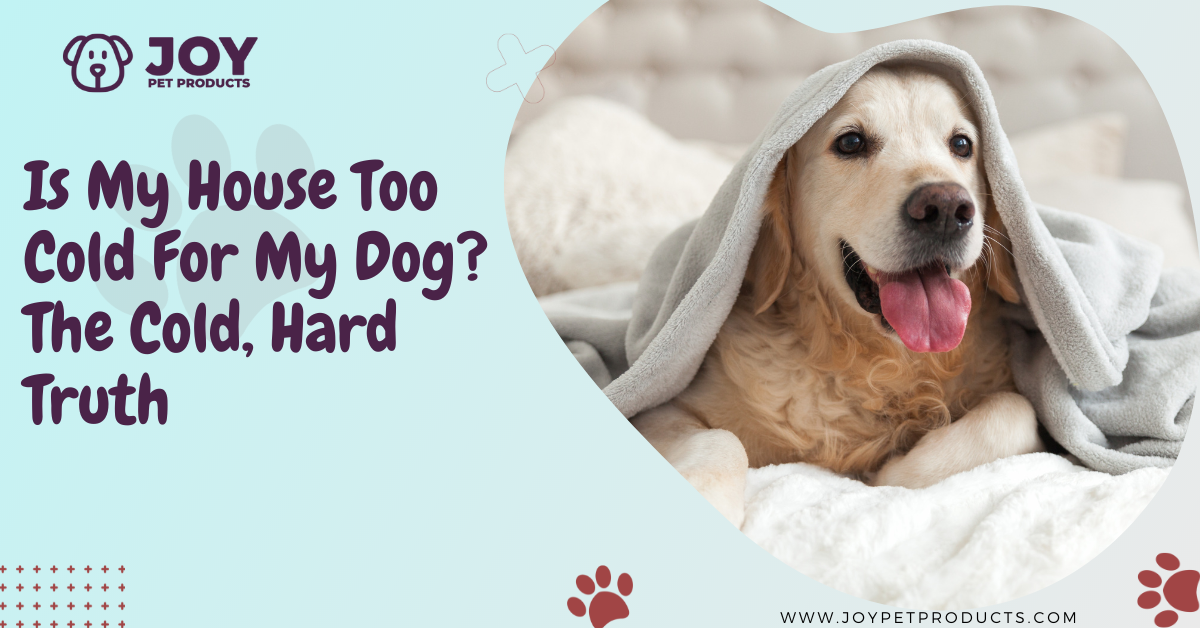 is my house too cold for my dog