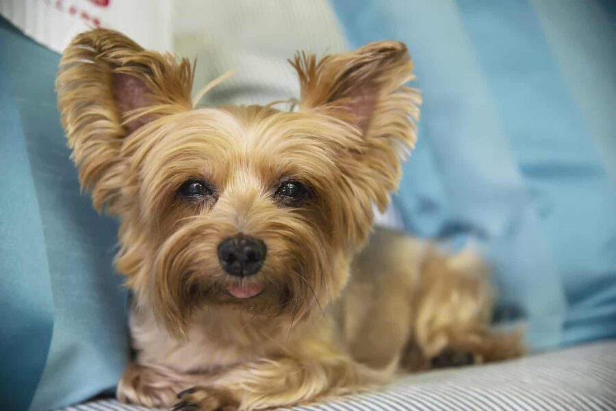 Yorkshire terrier tong out
