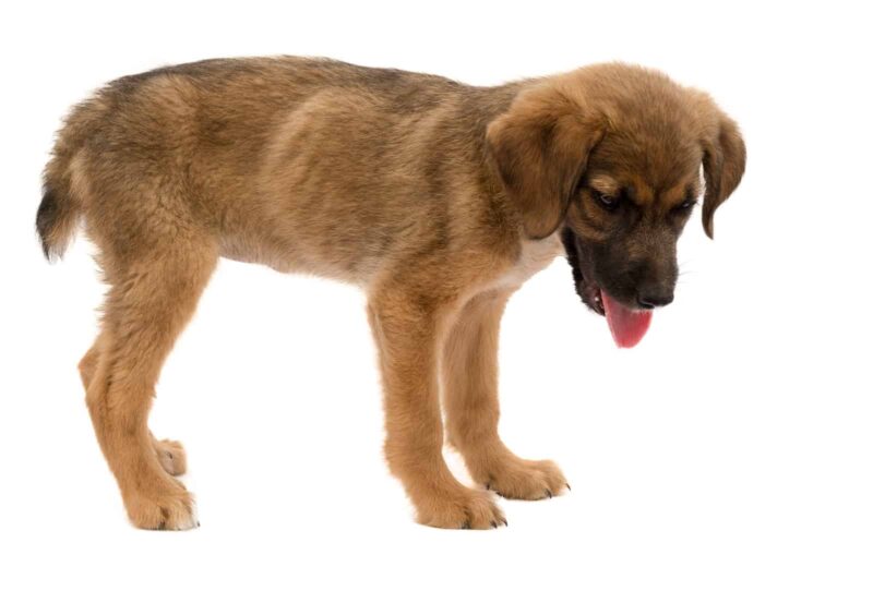 Pancreatitis