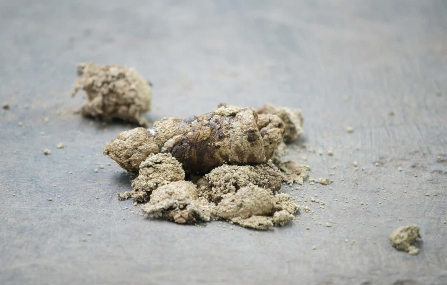 Why Is My Dog's Poop Dry And Crumbly? The Easy Answer | JoyPetProducts