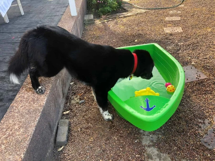 How long after neutering can you bathe a dog ?