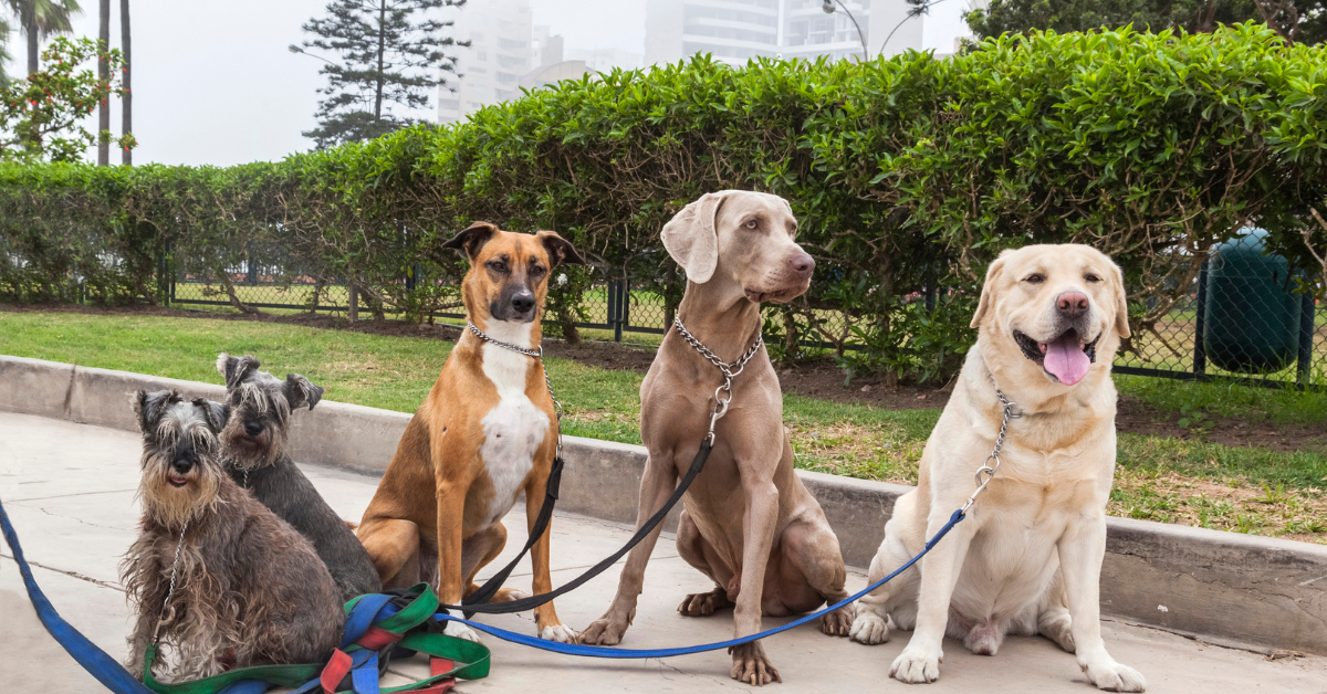 Their Breed