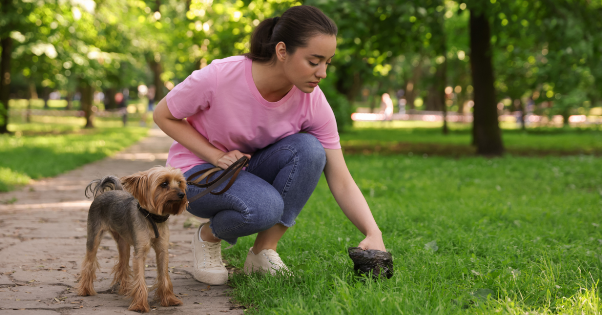What To Do When Your Dog Won’t Poop Outside