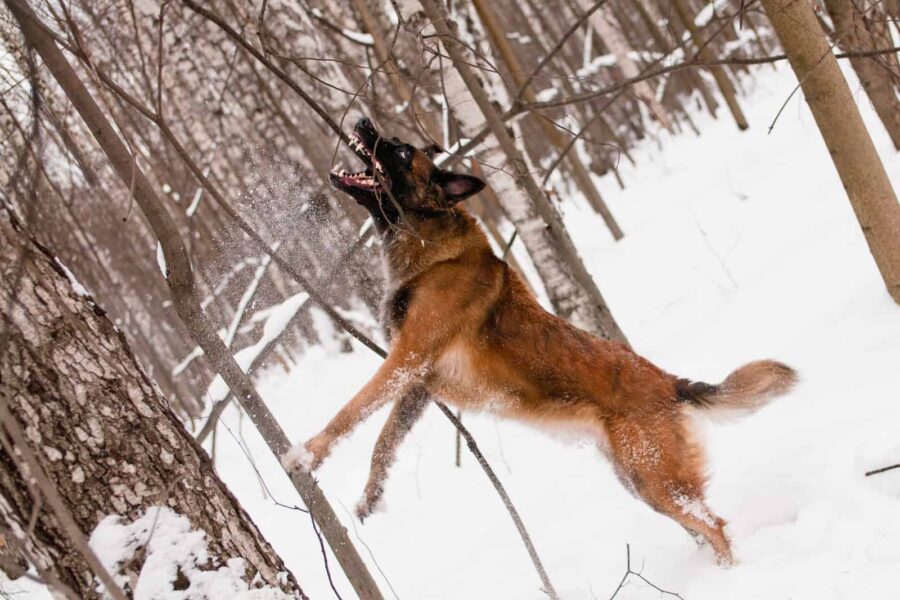 Belgian Malinois jumping