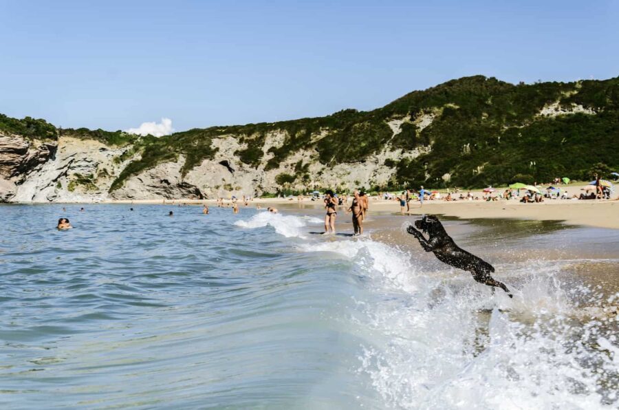 Black dog jumping into ocean
