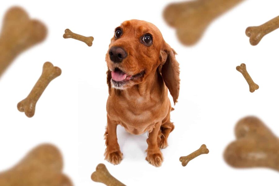 Treats falling from sky on dog