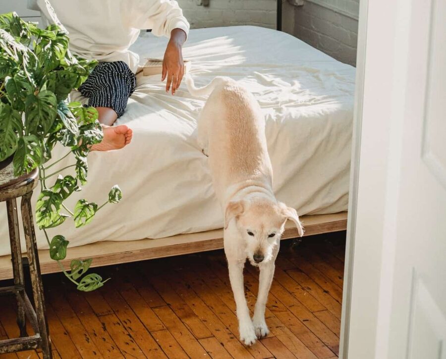 Dog jumping off bed