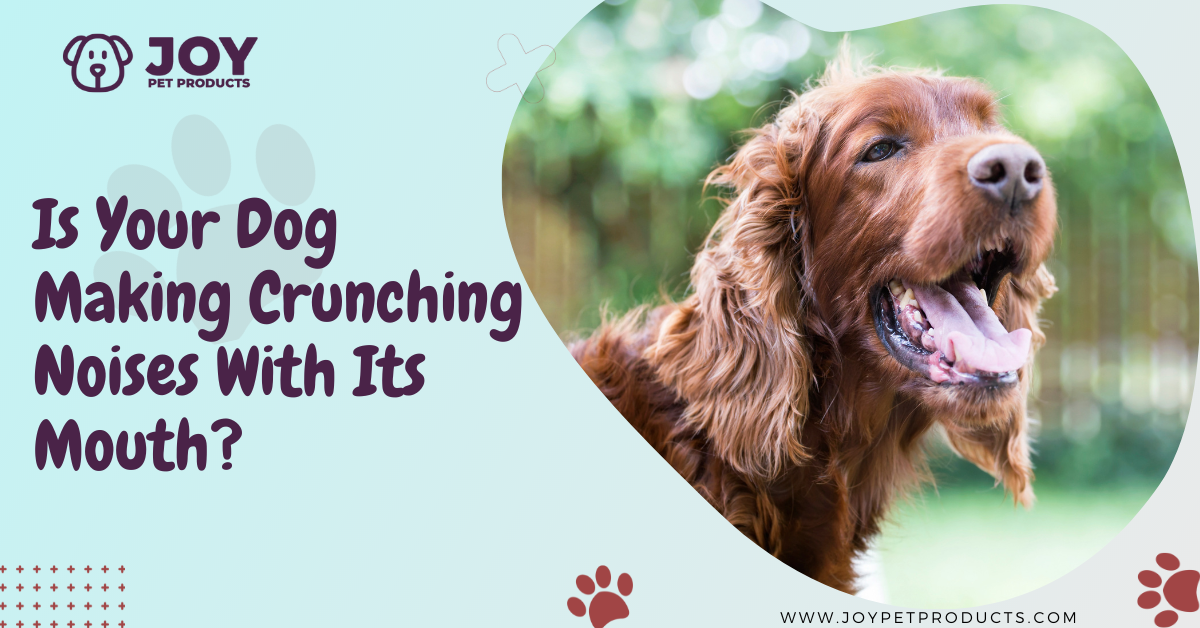 Is Your Dog Making Crunching Noises With Its Mouth?