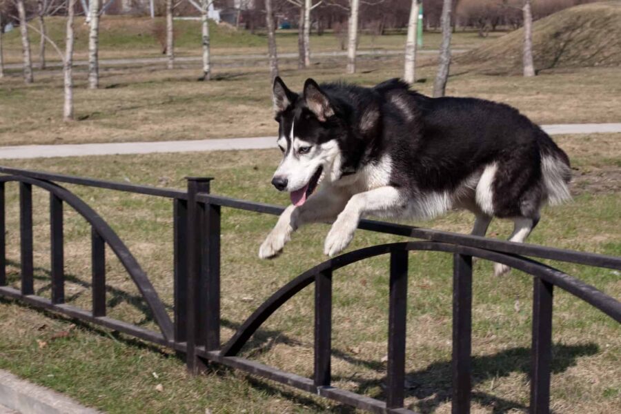 Husky jumping over fence