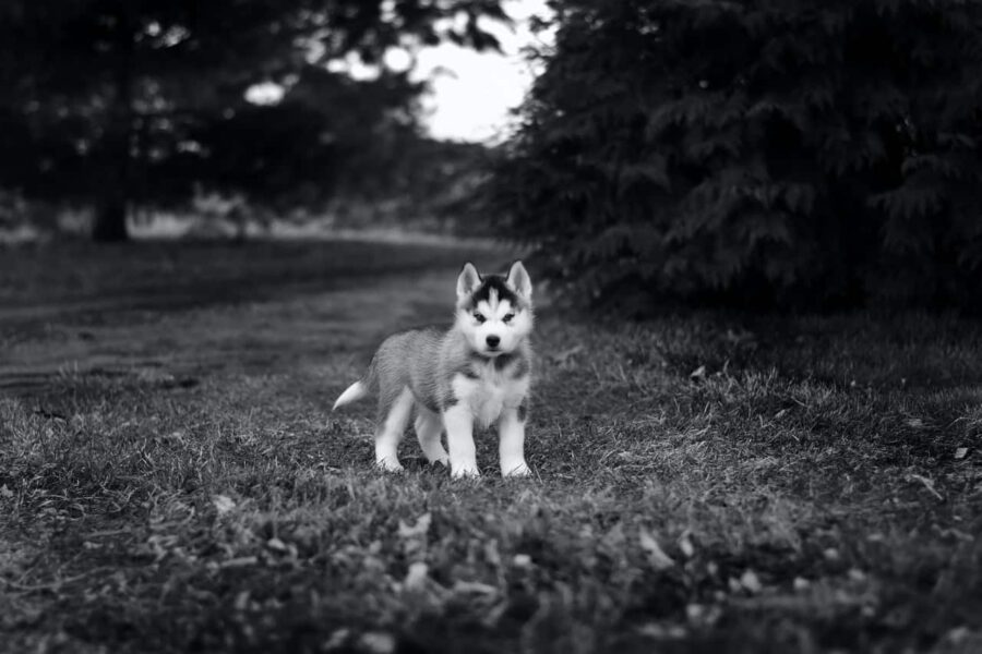 Little angry husky puppy grayscale