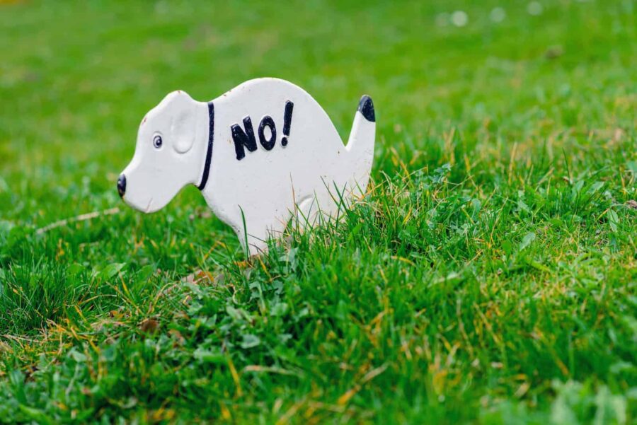 Is It Normal For My Puppy Not To Poop?