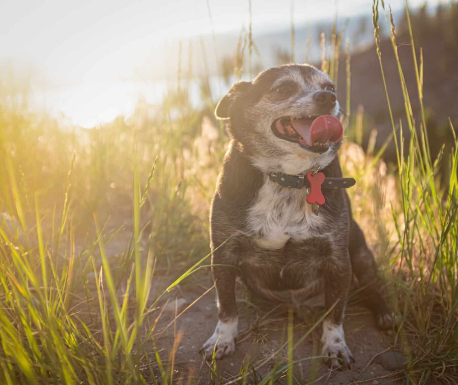 Old chubby chihuahua at sunset