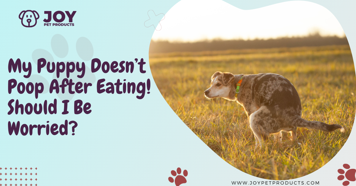 puppy doesnt poop after eating
