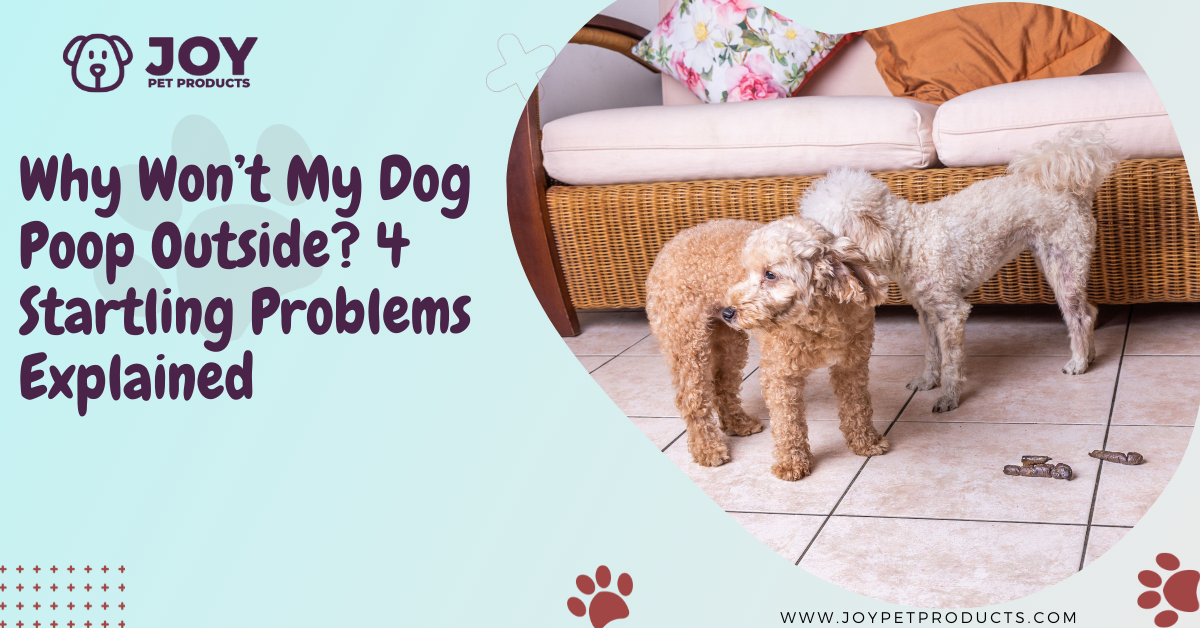 why wont my dog poop outside