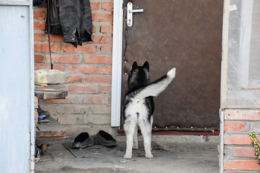 Young husky standing at door