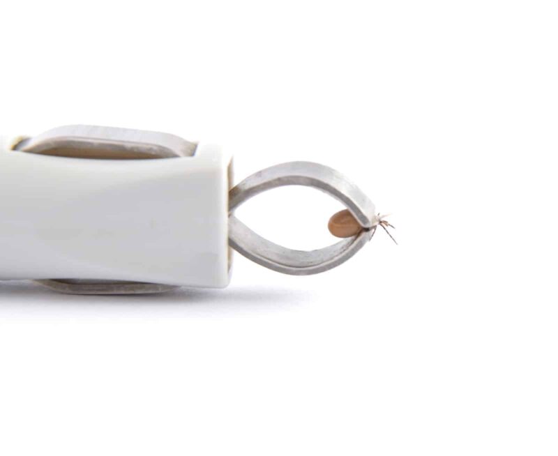 Castor bean tick in pliers