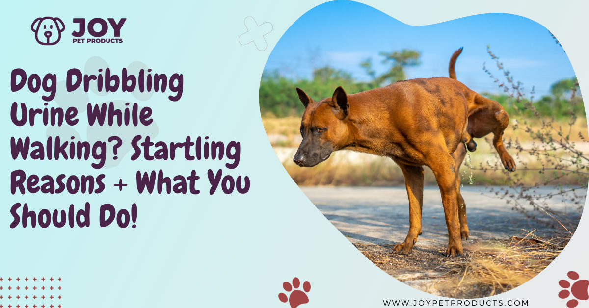 dog dribbling urine while walking