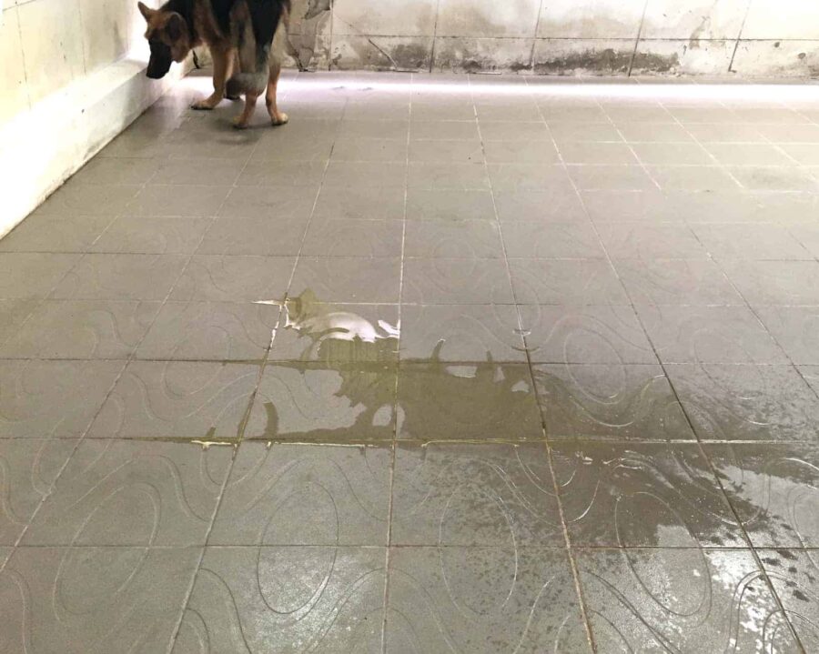 Dog pee on backyard tiles