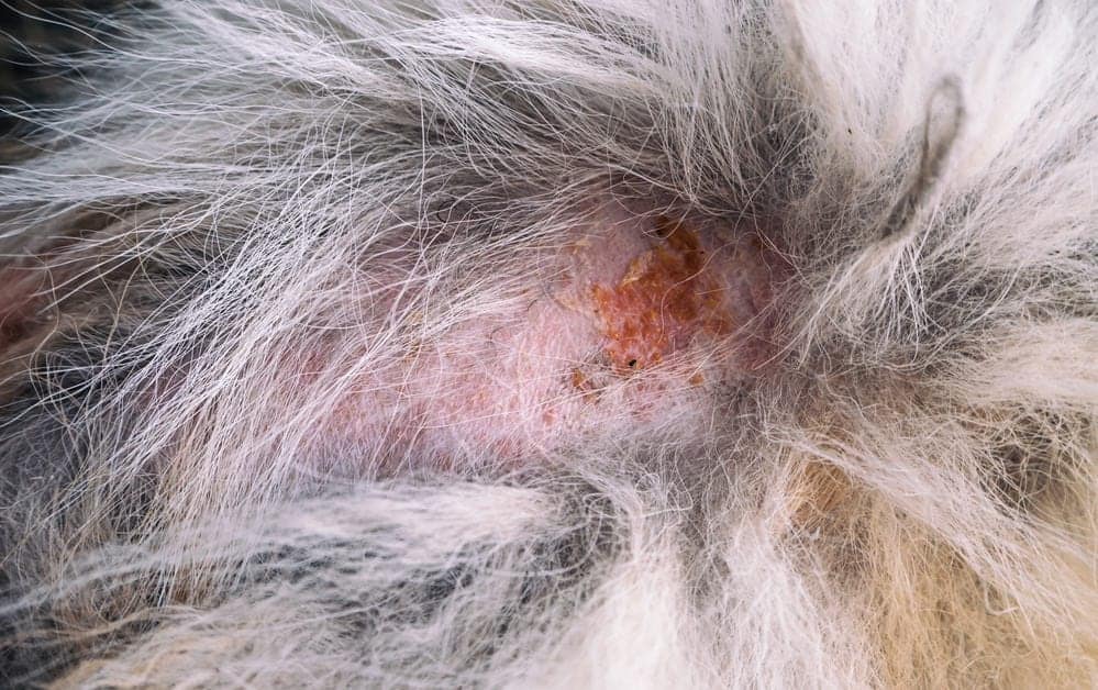 Crusty Scabs Around Your Dog’s Mouth? (6+ Likely Causes!) | JoyPetProducts