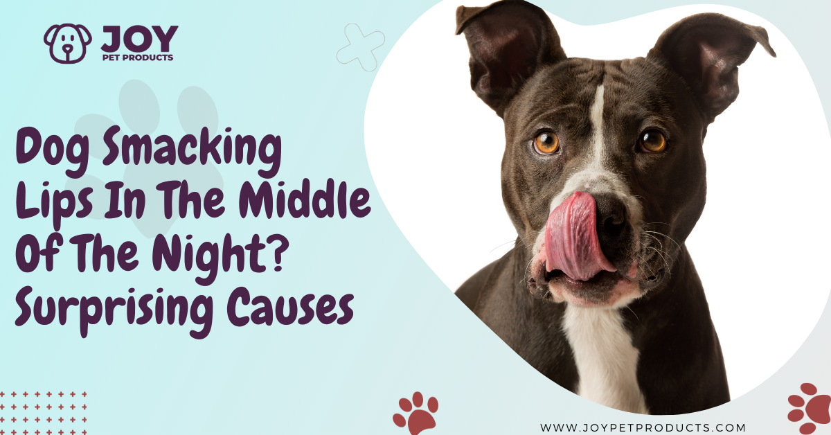 dog smacking lips in middle of night