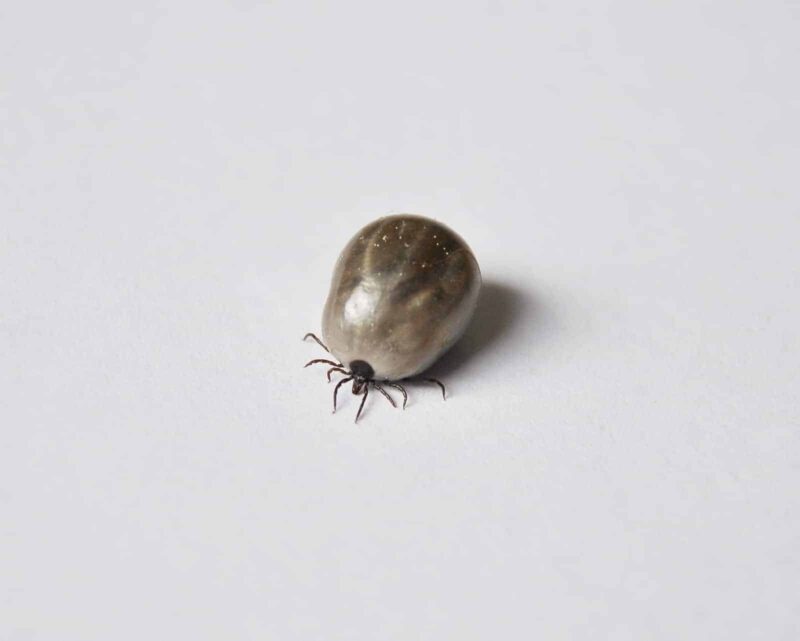 Engorged castor bean tick