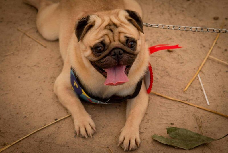 Cognitive Dysfunction