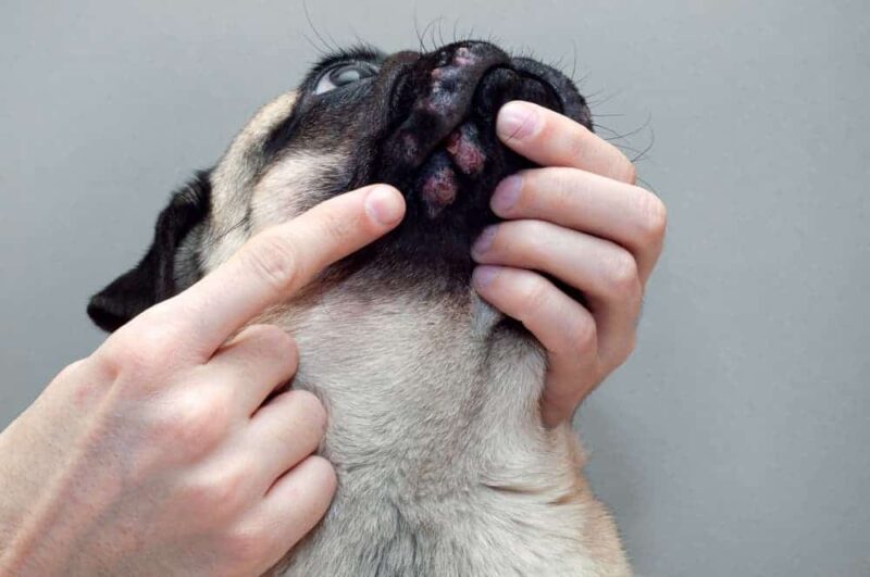 Crusty Scabs Around Your Dogs Mouth 6 Likely Causes Joypetproducts