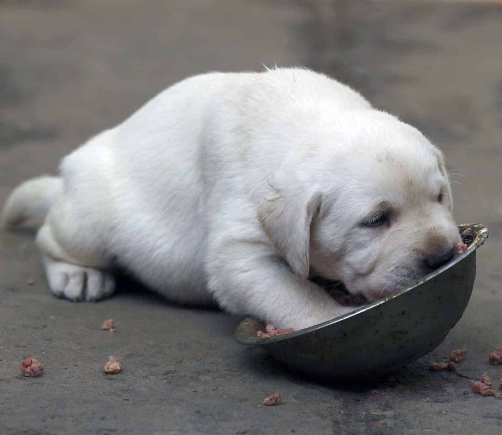 When Can Puppies Eat Hard Food? Everything You Should Know
