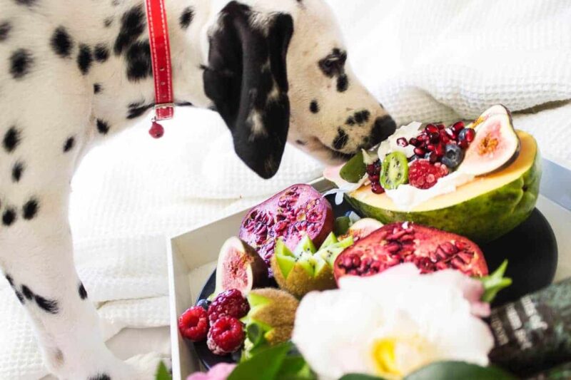 Dalmatian sniffing fruits
