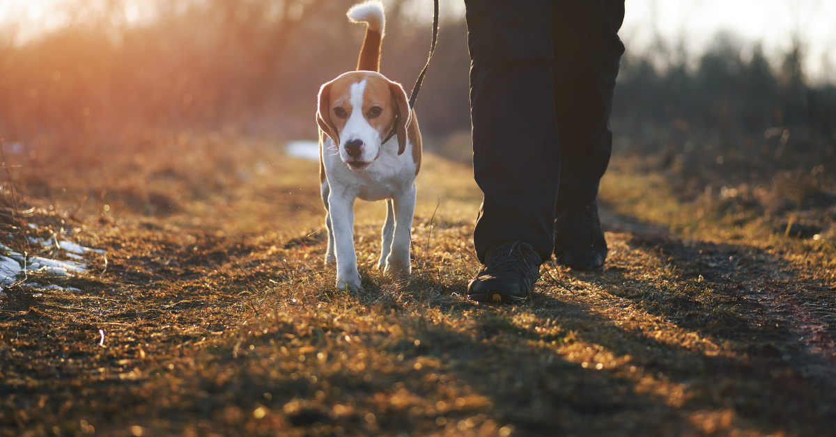 Dog To Walk