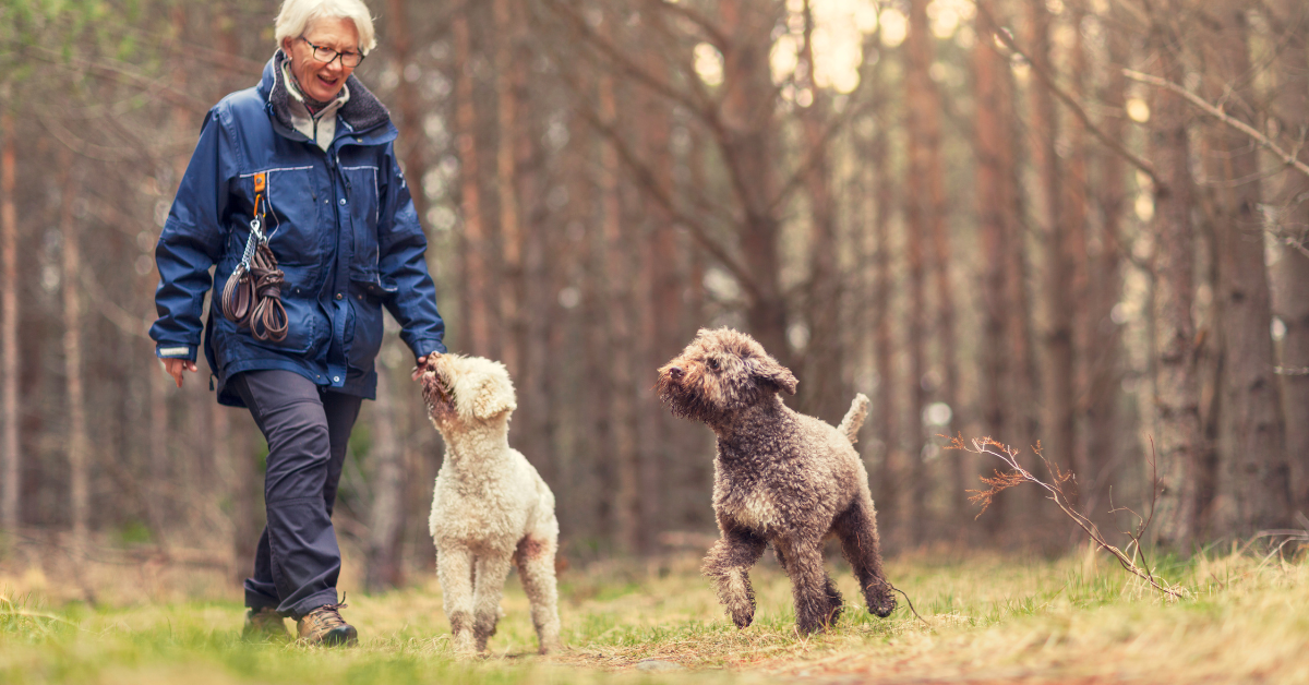 How Can You Tell If A Dog Is Overheated?