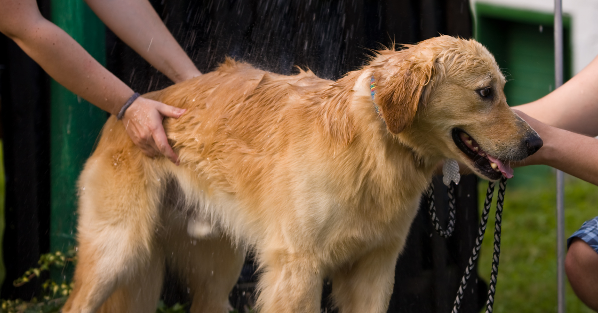How Do You Treat An Overheated Dog?