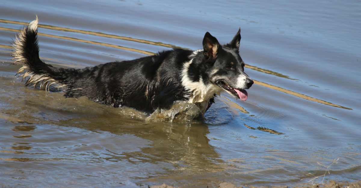 What Happens If My Dog Gets Too Hot?