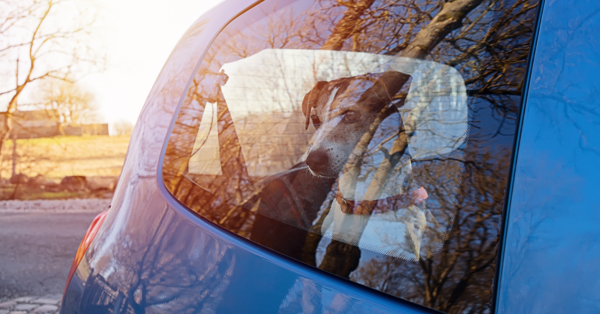 What To Do When It Is Too Hot To Walk Your Dog